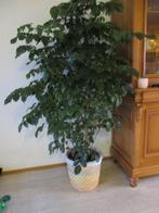 kamerplanten, Ophalen, Ficus, Halfschaduw, In pot