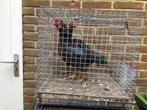 Ko Shamo krielen + broedeieren, Dieren en Toebehoren, Pluimvee, Meerdere dieren, Kip