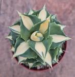 Agave Potatorum Gold p10 (4), Ophalen of Verzenden, Minder dan 100 cm