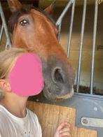 Verzorgpony/paard gezocht, Dieren en Toebehoren, Paarden en Pony's | Verzorgingsproducten, Ophalen of Verzenden, Nieuw