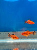 Kwekerstrio Zwaarddrager Berlijns (Xiphophorus hellerii, Vis