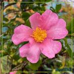 Camellia Sasanqua 'Plantation pink', Volle zon, Vaste plant, Herfst, Ophalen