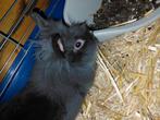 Jong konijntje 8 weken teddy/leeuwenkopje, Dieren en Toebehoren, Konijnen, Mannelijk, Dwerg