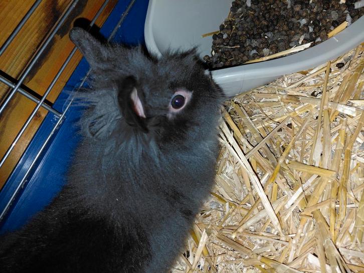 Jong konijntje 8 weken teddy/leeuwenkopje, Dieren en Toebehoren, Konijnen, Dwerg, Mannelijk