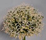 Mont blanc  bollen, Ophalen of Verzenden, Najaar, Volle zon, Bloembol