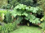 Gunnera manicata / DE ECHTE / winterhard, Tuin en Terras, Planten | Tuinplanten, Overige soorten, Vaste plant, Ophalen of Verzenden