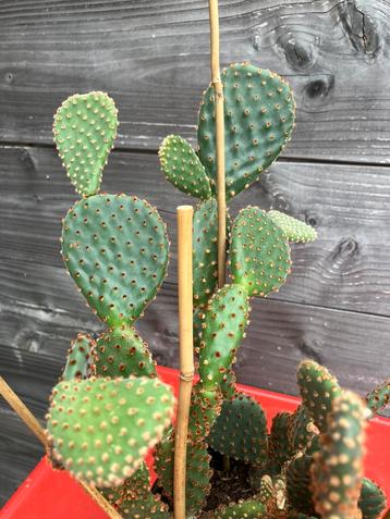 Cactus plant bunny ears kweken stekjes beschikbaar voor biedingen