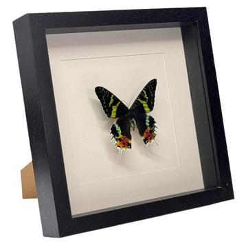 Urania ripheus vlinder passe partout lijst 25x25 cm beschikbaar voor biedingen