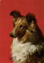 Collie, Schotse herdershond - 1971 gelopen, Verzamelen, Ansichtkaarten | Dieren, Gelopen, Ophalen of Verzenden