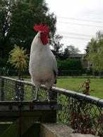 Friese zilverpel haan gratis, Dieren en Toebehoren, Pluimvee, Mannelijk, Kip