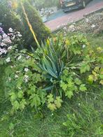 Gratis ophalen planten, Tuin en Terras, Ophalen of Verzenden, Zomer, Overige soorten, Volle zon