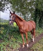 Te koop: braaf allround paard, Dieren en Toebehoren, Paarden, Merrie, L, 11 jaar of ouder, Recreatiepaard