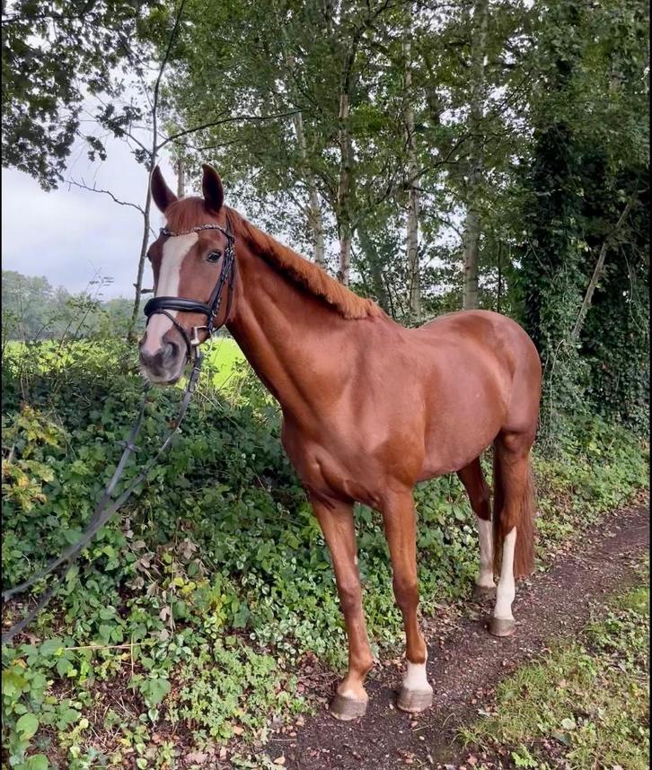 Te koop: braaf allround paard, Dieren en Toebehoren, Paarden, Merrie, L, 165 tot 170 cm, 11 jaar of ouder, Recreatiepaard