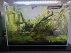 Jonge guppen te koop, Dieren en Toebehoren, Vissen | Aquariumvissen, Vis, Zoetwatervis, Schoolvis