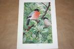 Antieke kleurenlitho - Vogels Goudvink - Circa 1900 !!, Ophalen of Verzenden, Voor 1940, Gebruikt