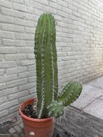 Grote Polaskia chichipe Cactus, Huis en Inrichting, Kamerplanten, Ophalen, Minder dan 100 cm, In pot, Cactus