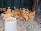 Cochin hennen en hanen okergeelwit gepareld * buff, Meerdere dieren, Kip