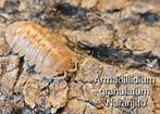 Armadillidium granulatum 'Naranjito', Dieren en Toebehoren, Insecten en Spinnen, Overige soorten