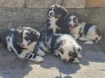 Pups, Nederland, Overige rassen, Meerdere, Meerdere dieren