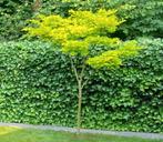 Japanse esdoorn, palmatum, Tuin en Terras, Planten | Bomen, Ophalen, Bloeit niet, Halfschaduw, Overige soorten