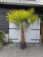 Winterharde palmboom trachycarpus, Tuin en Terras, Planten | Bomen, Ophalen, Volle zon, Palmboom, 100 tot 250 cm