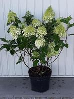 Pluimhortensia Hydrangea pan silver dollar, Zomer, Vaste plant, Ophalen