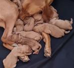 Vizsla pups  nog 2, Dieren en Toebehoren, Honden | Setters en Staande honden, België, Particulier, Overige rassen, 8 tot 15 weken