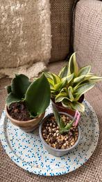 Sansevieria trio, Huis en Inrichting, Kamerplanten, Ophalen of Verzenden, Halfschaduw, Minder dan 100 cm