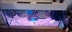 Aquarium. 100 meter bij 50 hoog, Dieren en Toebehoren, Vissen | Aquaria en Toebehoren, Ophalen, Gebruikt, Overige typen