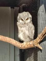 witgezicht uilen, Dieren en Toebehoren, Meerdere dieren, Roofvogel, Geringd