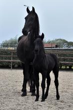 Super schattig span merrie met veulen kruising fries, Dieren en Toebehoren, Pony's, Merrie