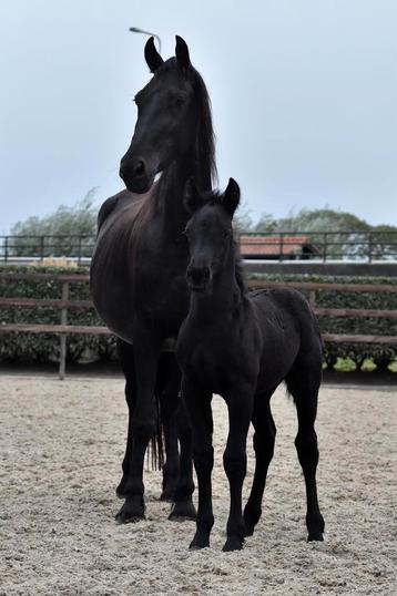Super schattig span merrie met veulen kruising fries beschikbaar voor biedingen
