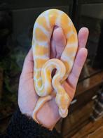 Koningspython- ballpython- python regius, Dieren en Toebehoren, Reptielen en Amfibieën, Slang, Tam, 0 tot 2 jaar