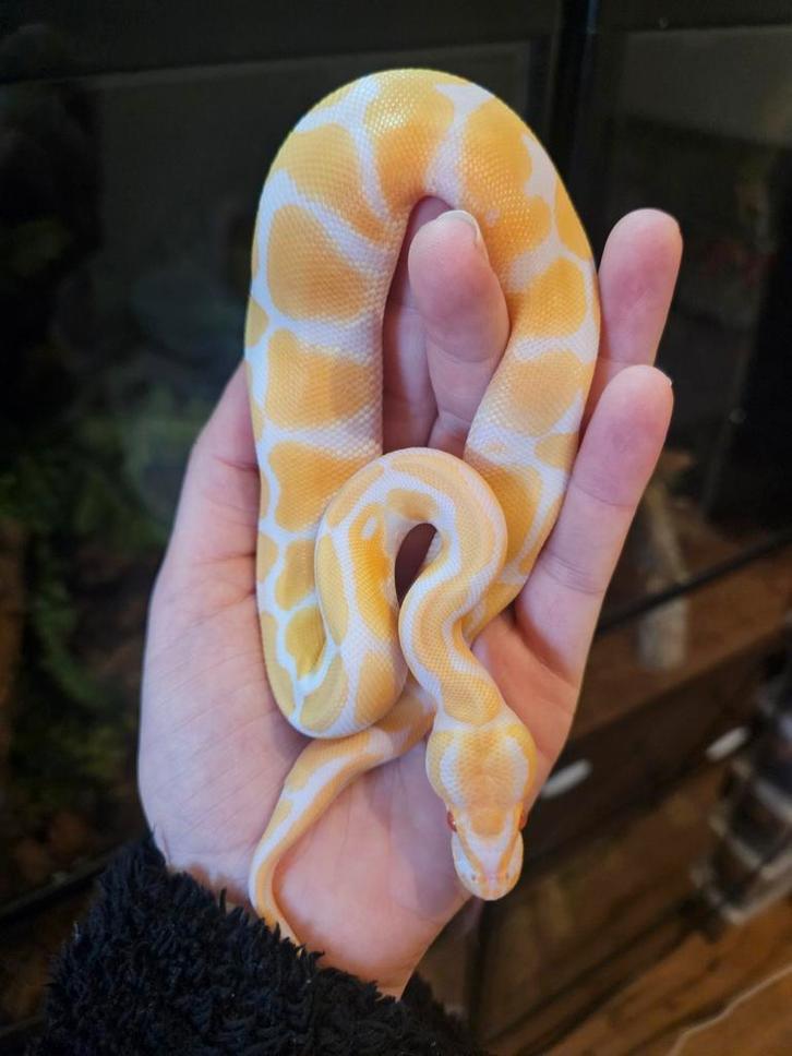 Koningspython- ballpython- python regius