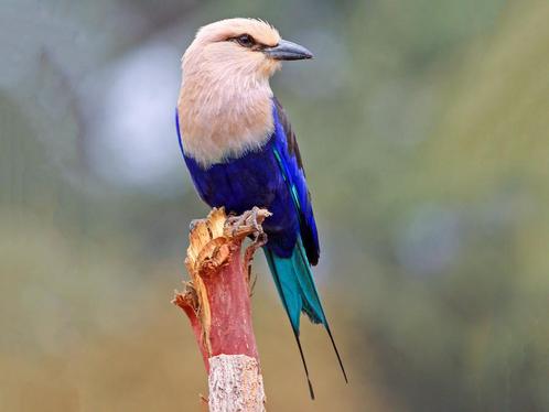 Blauwbuikscharrelaar - coracias cyanogaster, Dieren en Toebehoren, Vogels | Overige Vogels, Meerdere dieren, Geringd