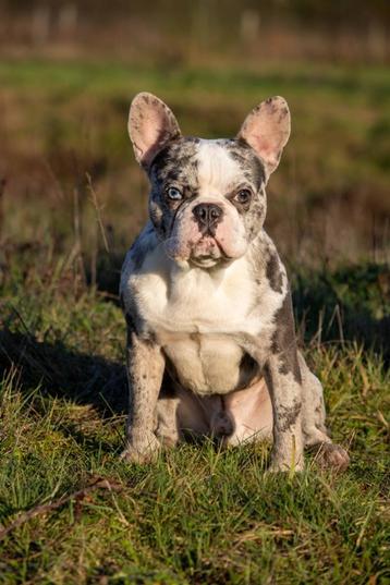 Franse bulldog dekreu Merle en 2 kleuren ogen! beschikbaar voor biedingen