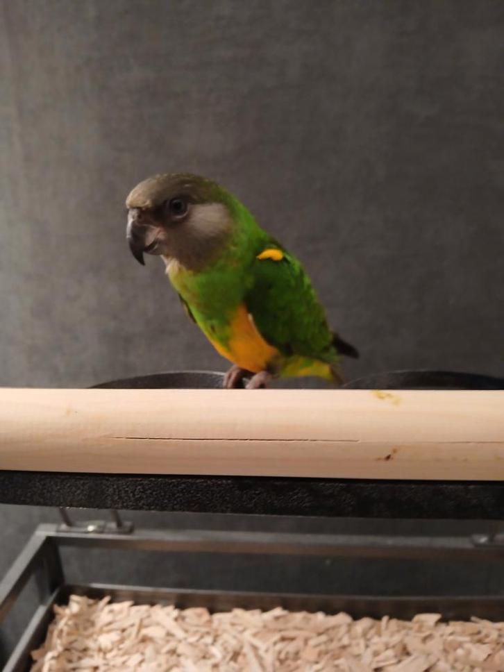 Tamme bonte boer pop, Dieren en Toebehoren, Vogels | Parkieten en Papegaaien, Papegaai, Vrouwelijk