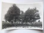M50 Amsterdamscheveld - Erica - Emmen - Kruis, Verzamelen, Ansichtkaarten | Nederland, Verzenden, 1920 tot 1940, Ongelopen, Drenthe