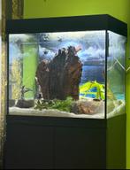 Juwel lido 120, Ophalen of Verzenden, Gebruikt, Gevuld zoetwateraquarium