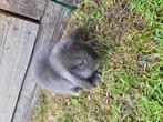 Nederlandse dwerg hangoor konijntjes, Dieren en Toebehoren, Konijnen, Meerdere dieren, Dwerg, Hangoor