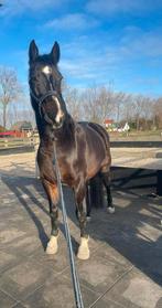 Gezocht stalling in of rondom aalsmeer, Dieren en Toebehoren, Stalling en Weidegang