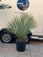 Yucca rostrata nieuw binnen, Tuin en Terras, Planten | Tuinplanten, Ophalen of Verzenden