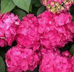 Hortensia (roze) plant inclusief kunstof plantenpot, Tuin en Terras, Planten | Tuinplanten, Vaste plant, Halfschaduw, Zomer, Ophalen