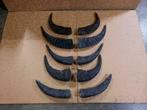 10 stuks Echte Buffel Hoorns /gewei/hoorn/waterbuffel, Ophalen of Verzenden