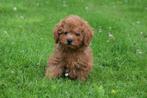 Poedel pups mooie keuze abricoos,roestbruin en choco bruin, Poedel, Rabiës (hondsdolheid), 15 weken tot 1 jaar, Buitenland
