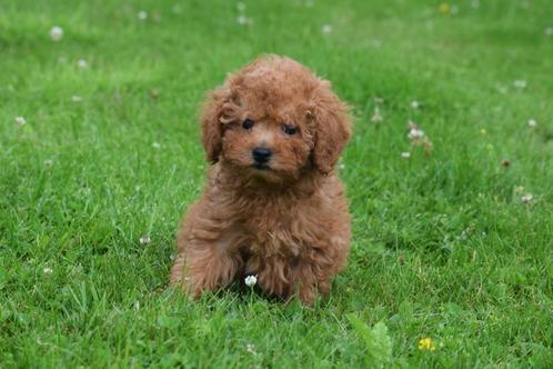 Poedel pups mooie keuze abricoos,roestbruin en choco bruin, Dieren en Toebehoren, Honden | Chihuahua's en Gezelschapshonden, Meerdere dieren