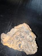 Fossiel met plantafdruk, Ophalen of Verzenden, Fossiel