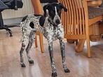 Lady, een lief en vrolijk meisje (Lady is in Nederland), Particulier, Rabiës (hondsdolheid), 1 tot 2 jaar, Buitenland