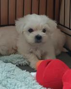 Prachtige maltheser pups (reutjes), Maltezer, 8 tot 15 weken, CDV (hondenziekte), Meerdere