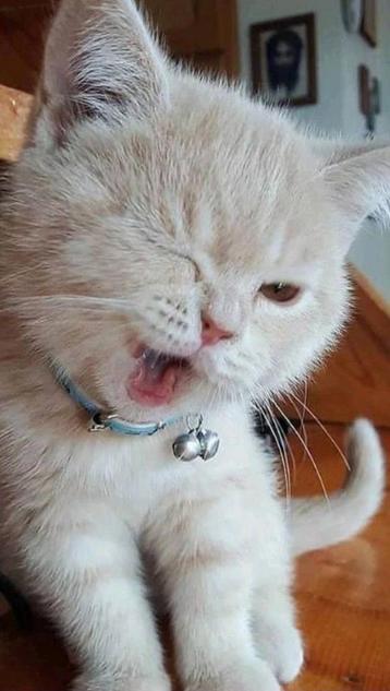 Lieve en betrouwbare kattenoppas velp en omstreken! beschikbaar voor biedingen